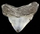 Juvenile Megalodon Tooth - South Carolina #45859-1